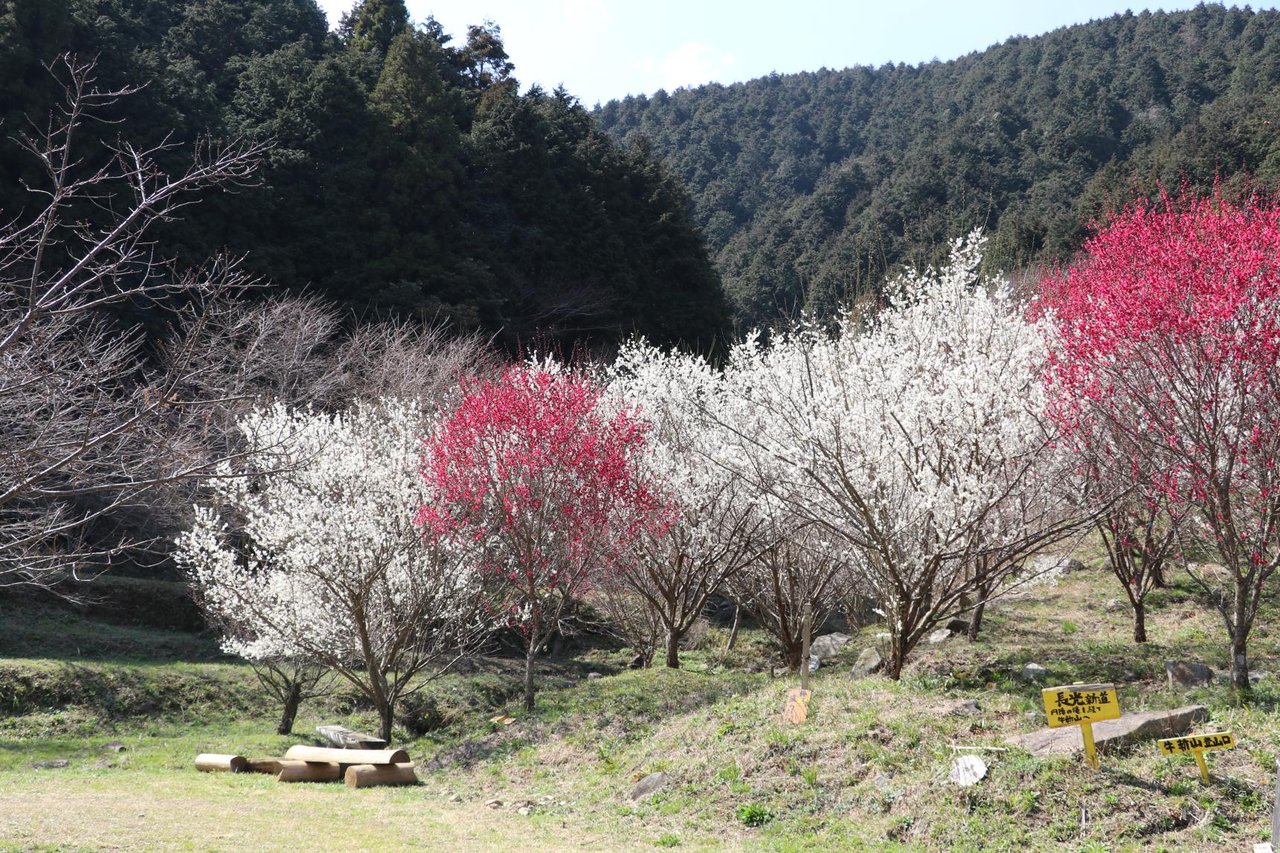 Enjin no Taki Park no Ume