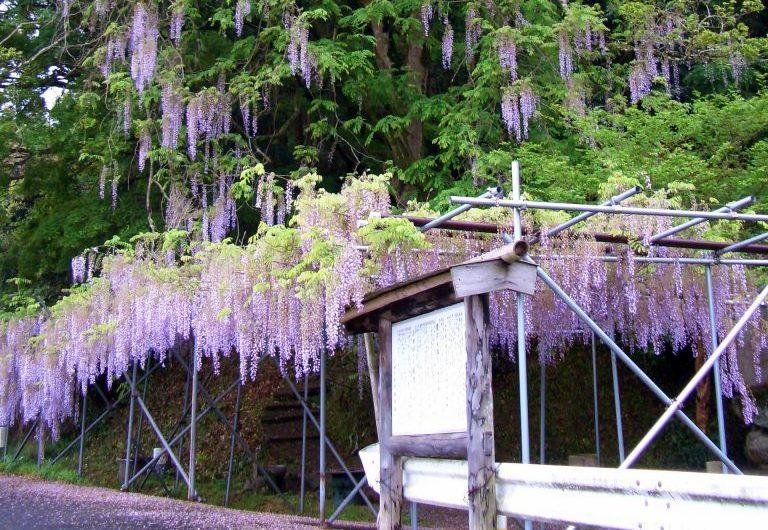 Kishiro no Fuji no Ki