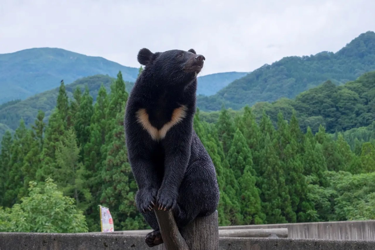 Kumakuma Sono