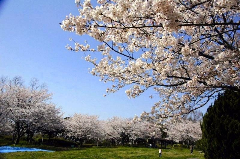 Shiroyama Ryokuchi Cherry Blossoms