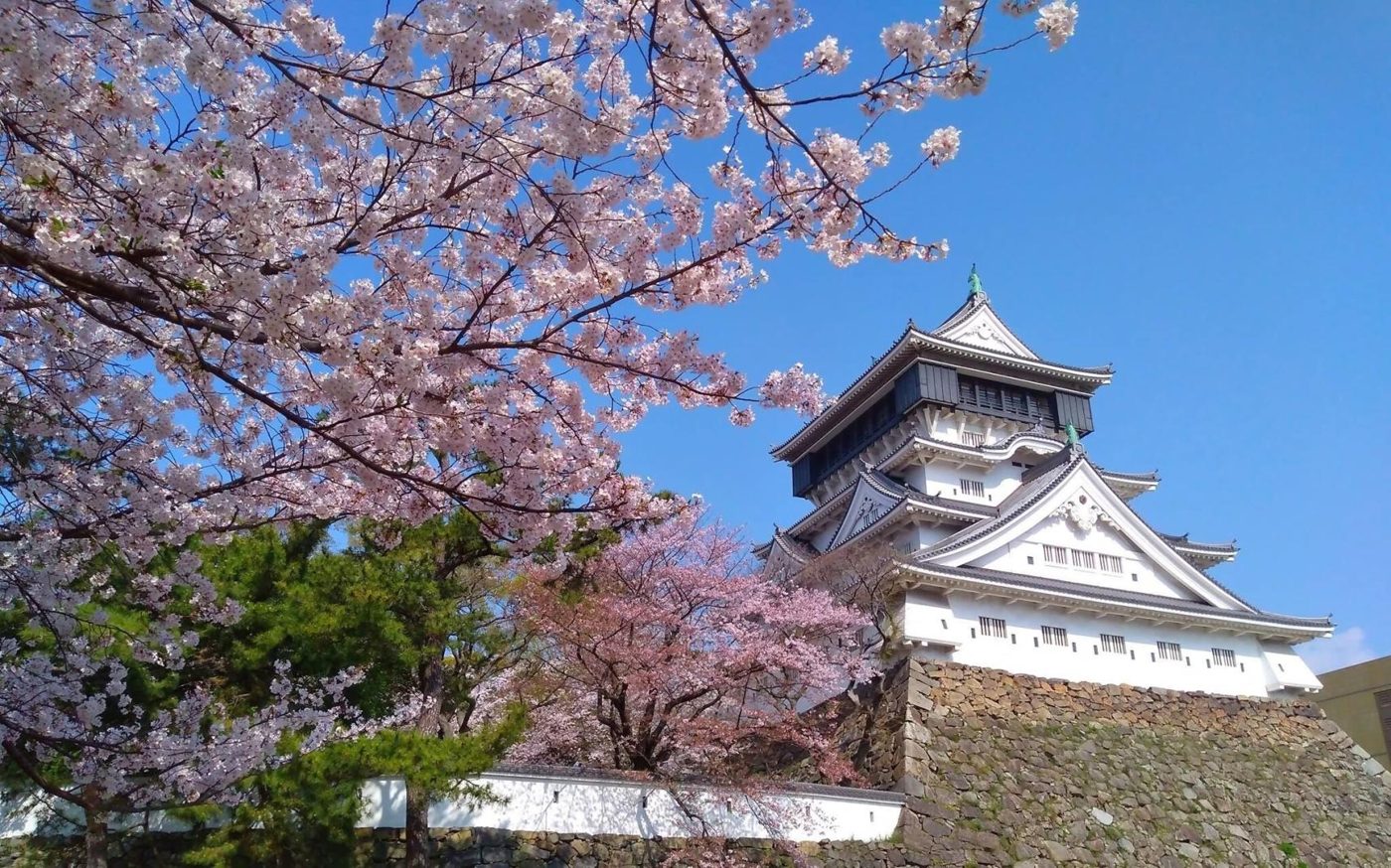 Kokurajo Katsuyama Park Cherry Blossoms