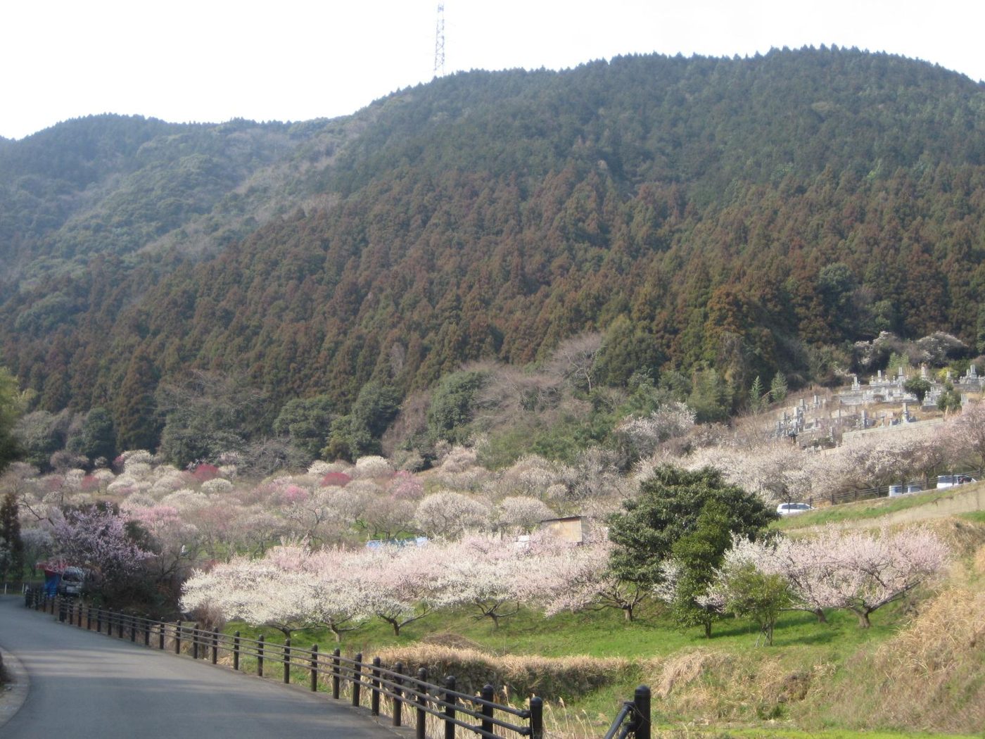 Mitake Umebayashi Park