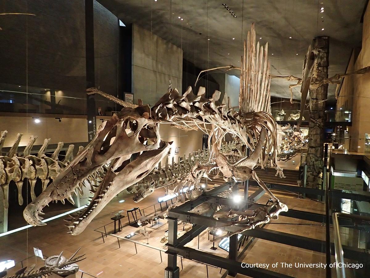 Kitakyushu Museum of Natural History & Human History