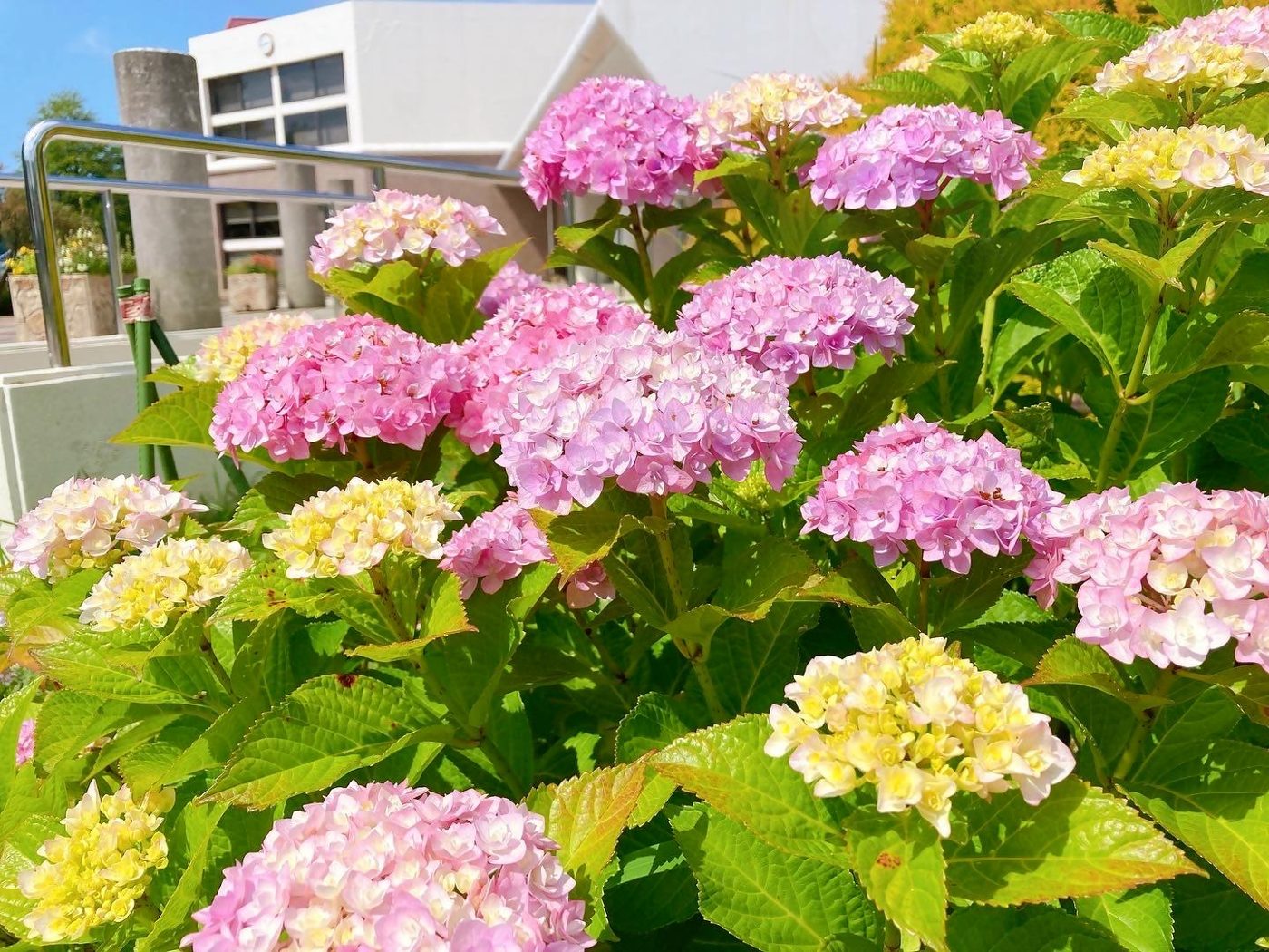 Hana no Oka Park Kitakyushu Ritsu Sogo Noji Center