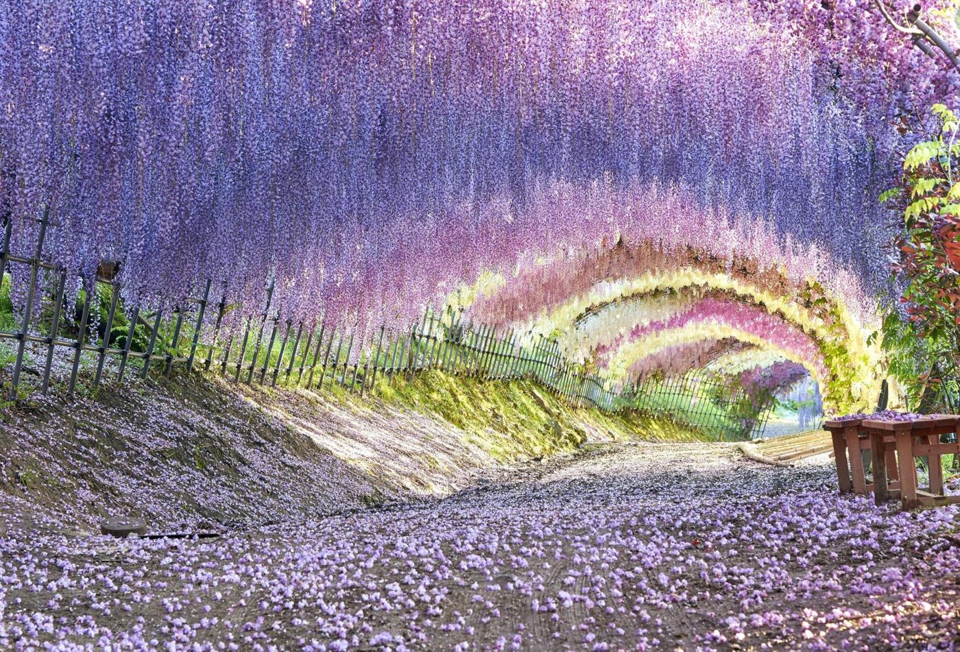 Kawauchi Fuji Sono