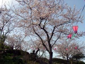 Shiranoe no Satozakura