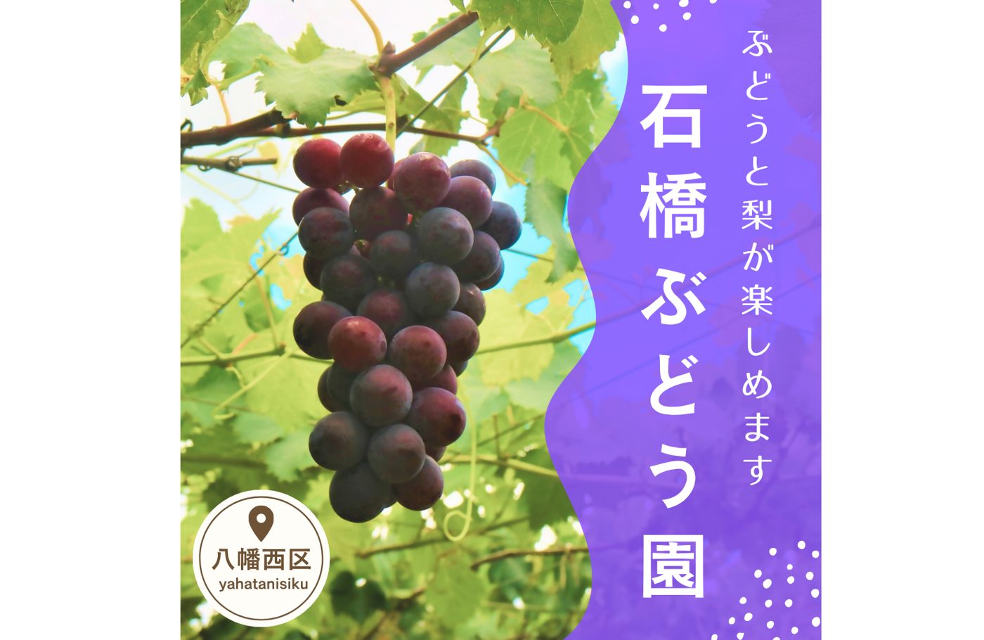 Ishibashi Grape Garden