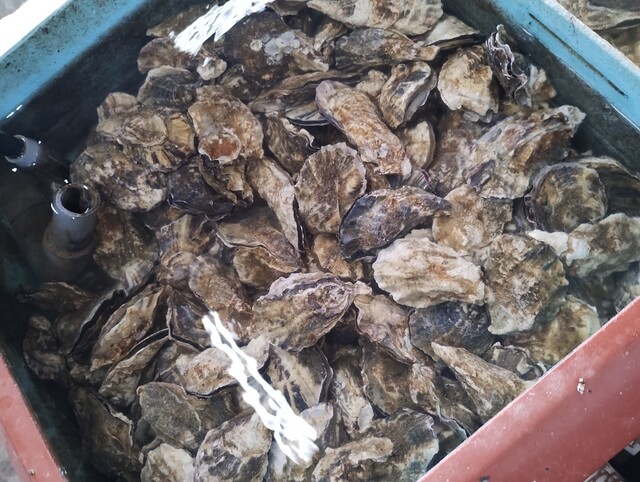 魚市魚座