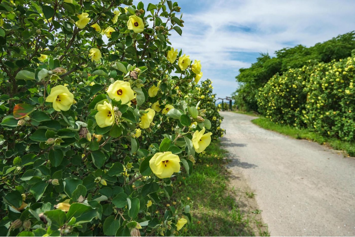 Hamabo Hibiscus Blossoms