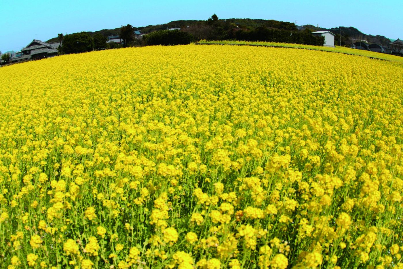 Mushirouchi Rape Blossom Fields