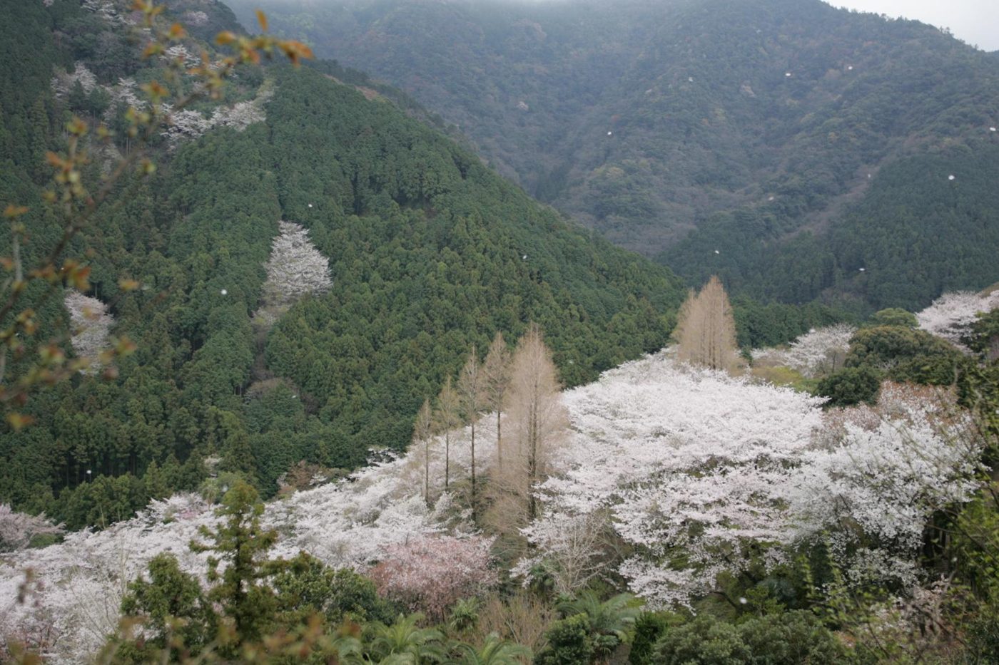 Kyoyama Garden