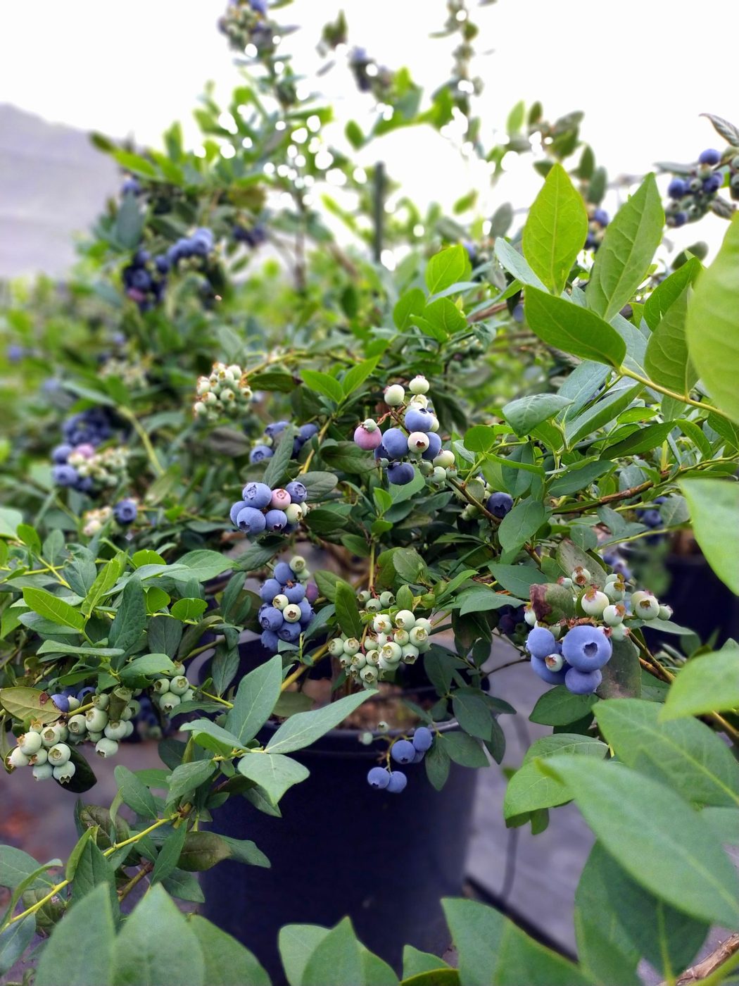 Blueberry Land Shaft