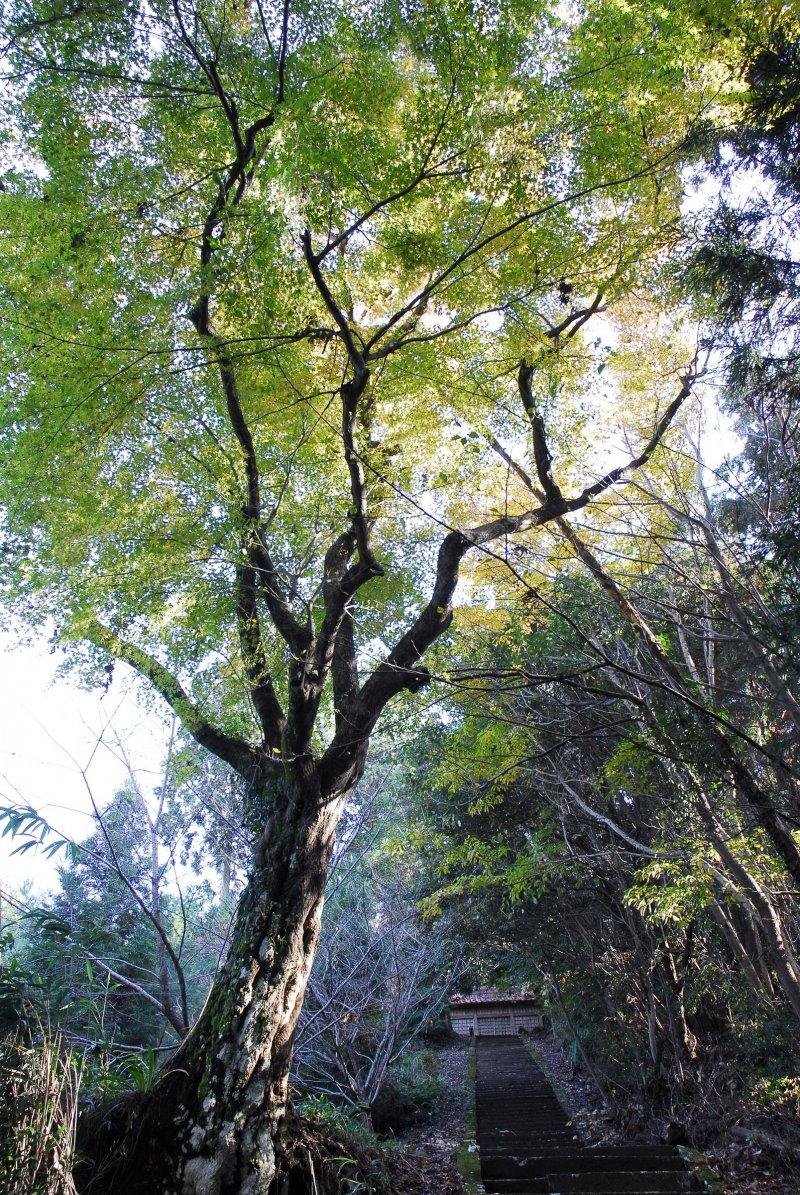 Iroha Maples of Mount Matsuo