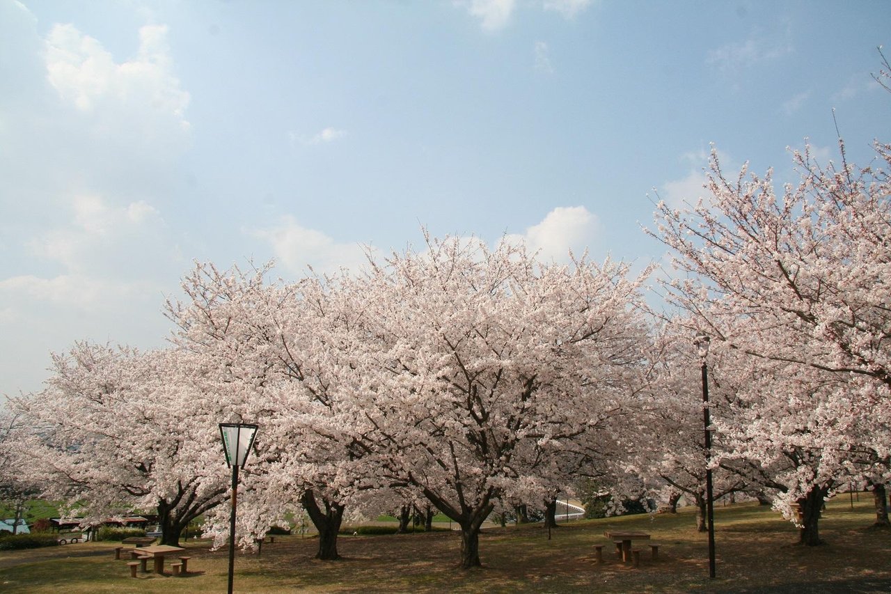 Gozu Ten'o Park Cherry Blossoms