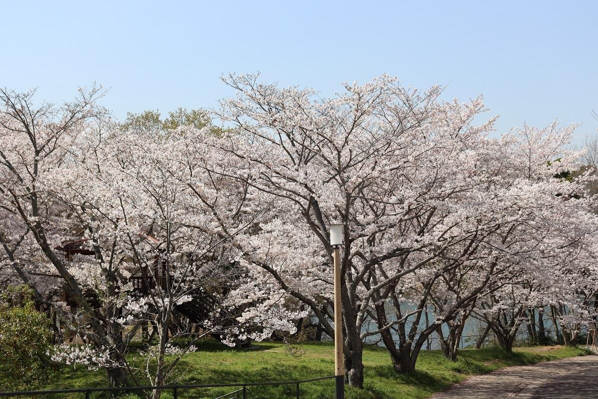 Oike Park Cherry Blossoms