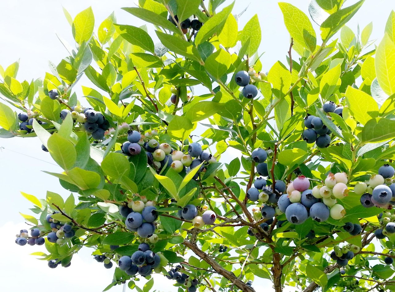 Yama no Sato Shizen Farm