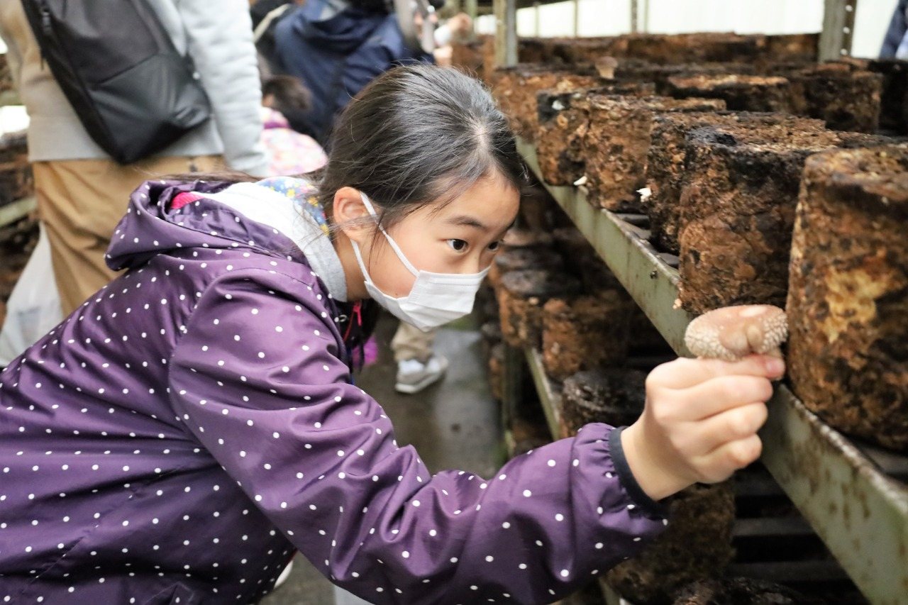 Mushroom Farm Tour and Harvest