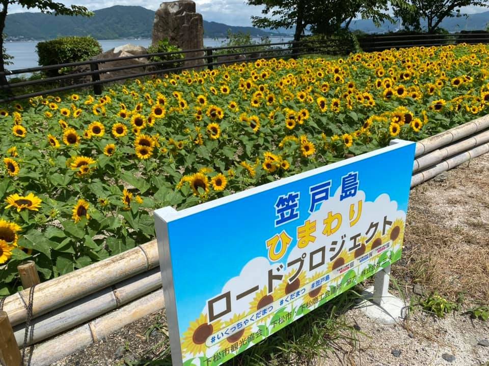 Himawari Rodopurojiekuto