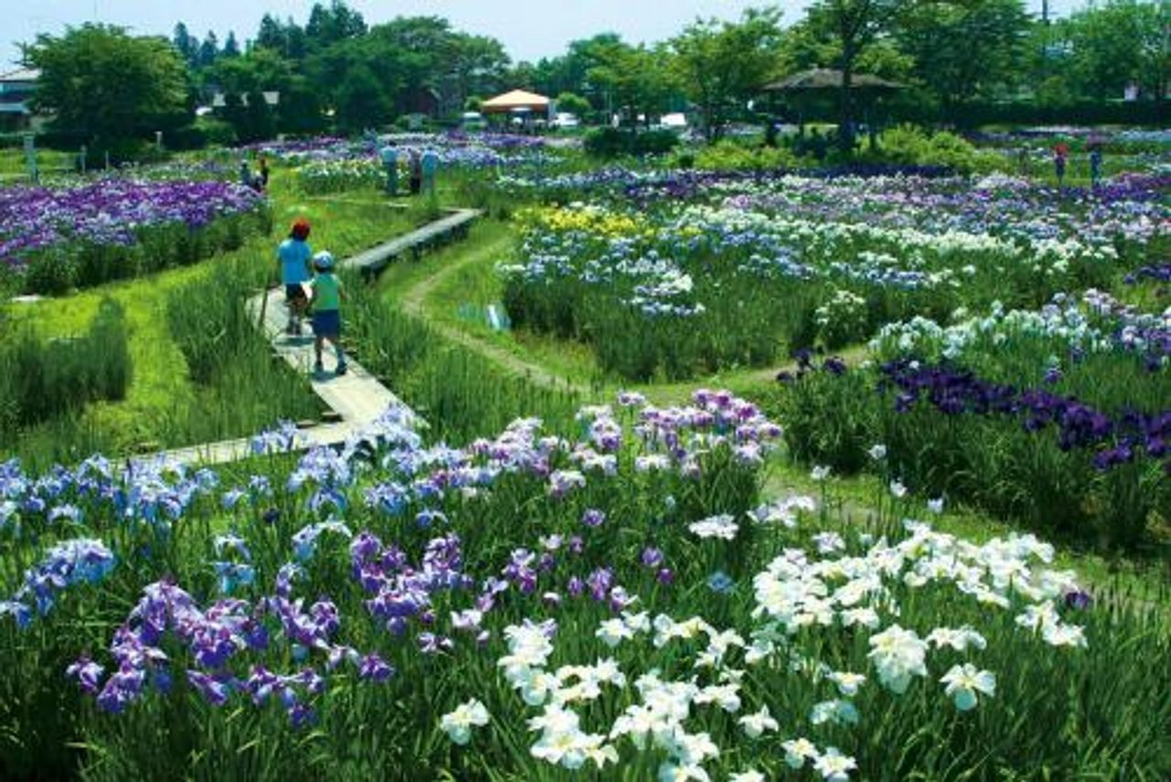 Ichihasama Sanno Historic Park Iris Garden