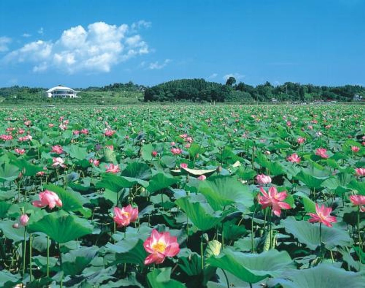 Izunuma Lotus Blooms