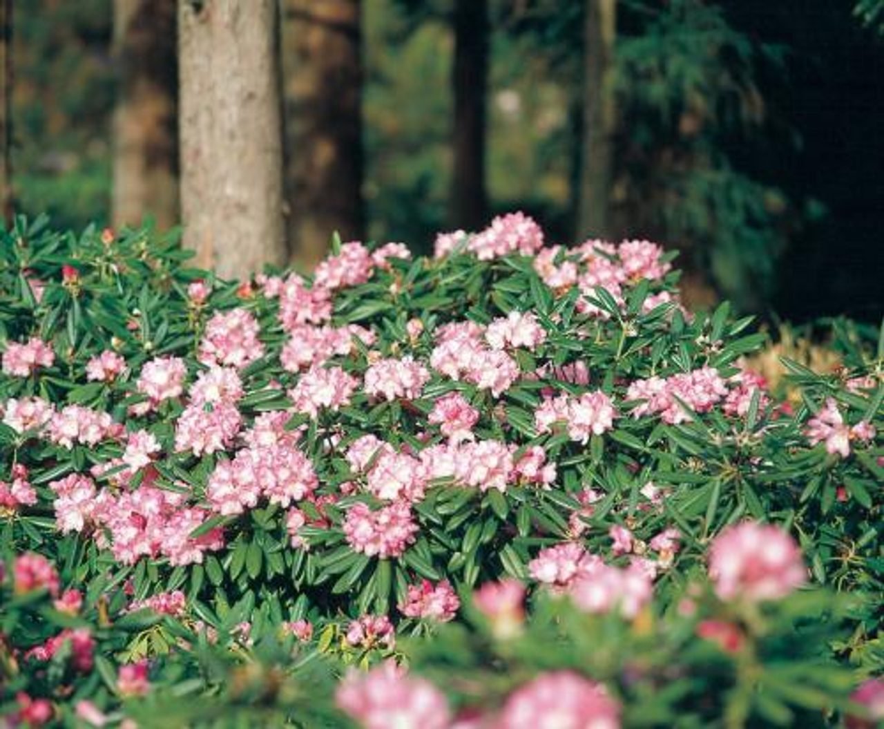 Azuma Rhododendron Northern Limit Zone