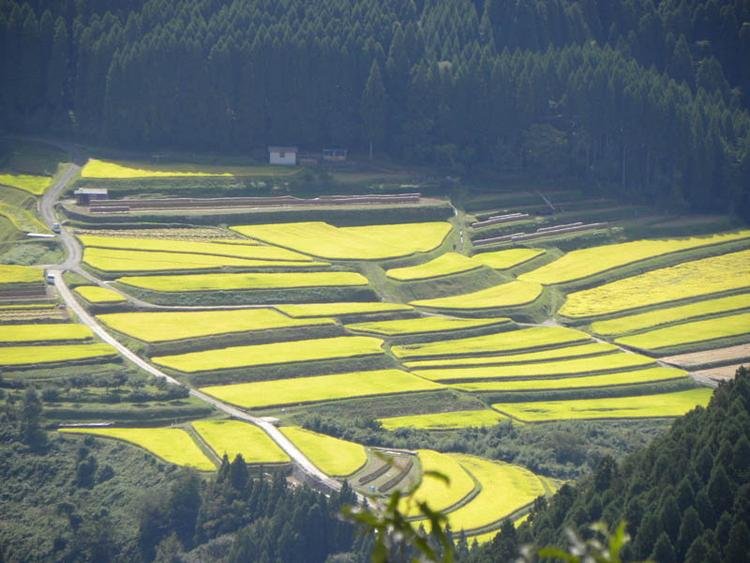 Yamaurasozu Rice Terraces