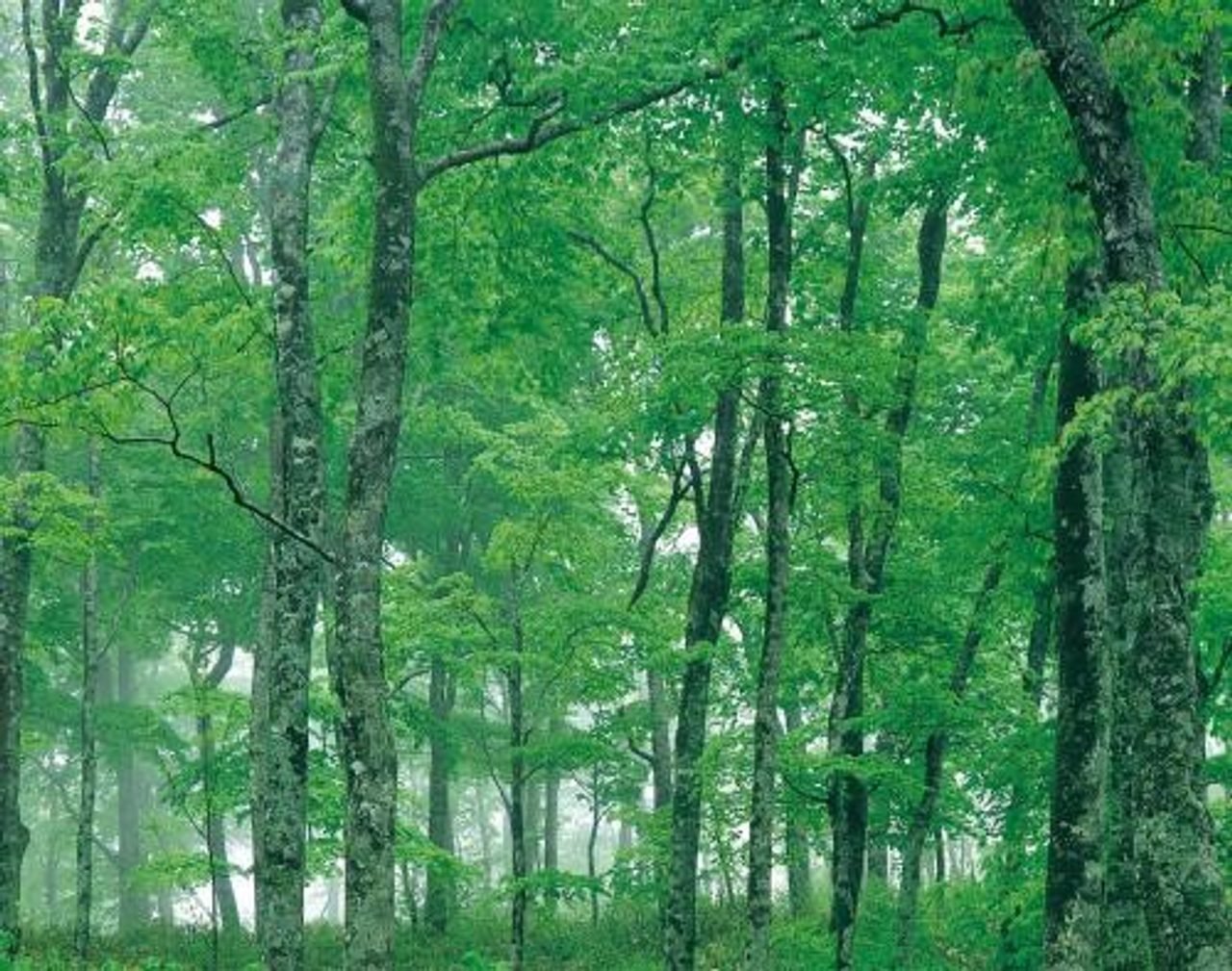 Mount Tegura Fir & Beech Primeval Forest