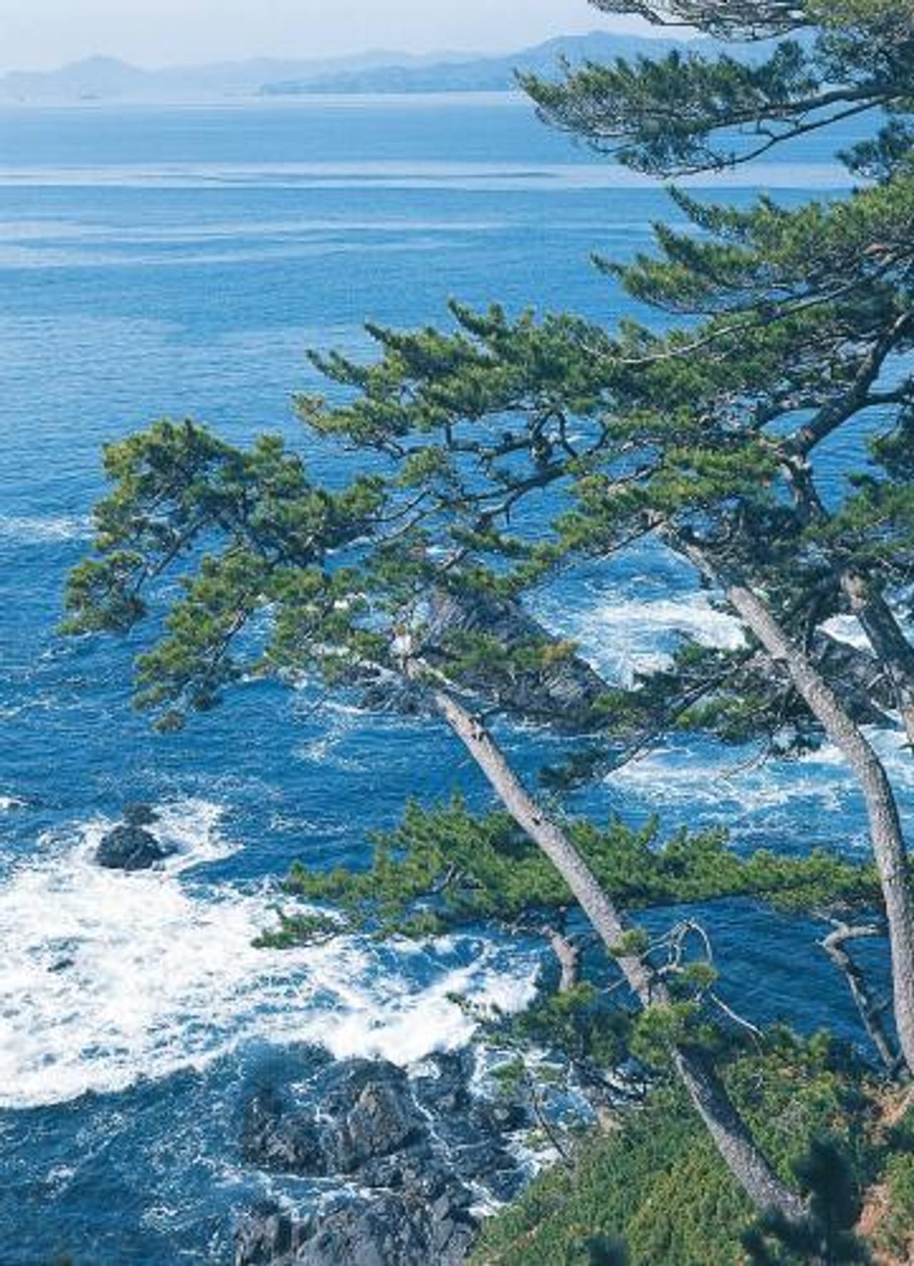 Tomarisaki cape pines over Shizugawa Bay