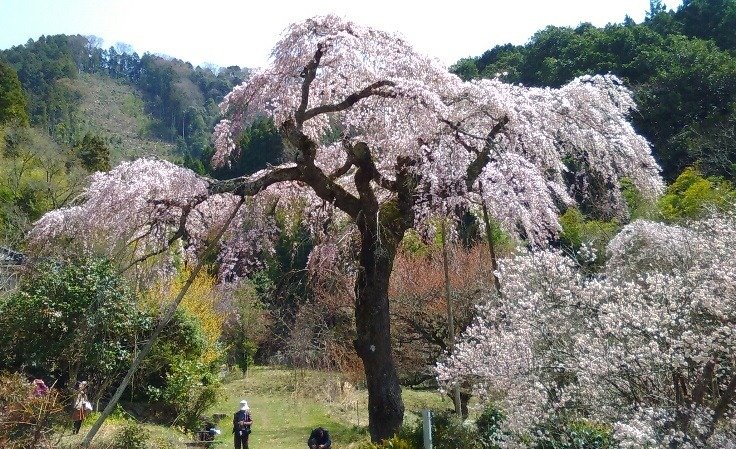 Cho to no Shidare Sakura