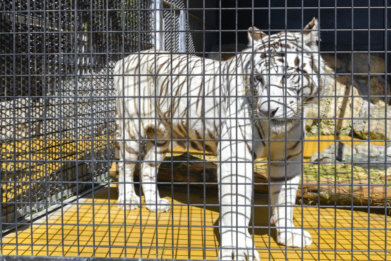 Akiyoshidai Safari Land