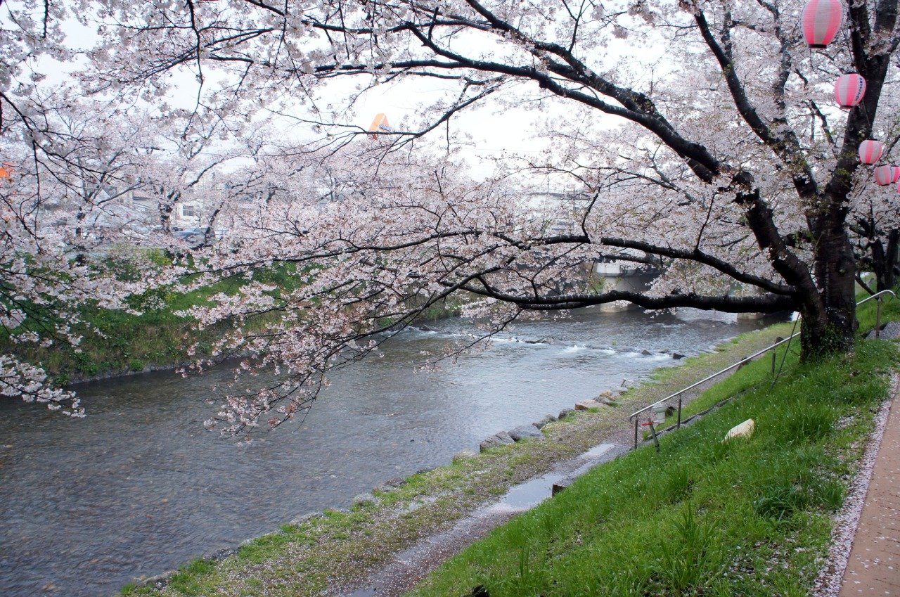 Asa Kawa