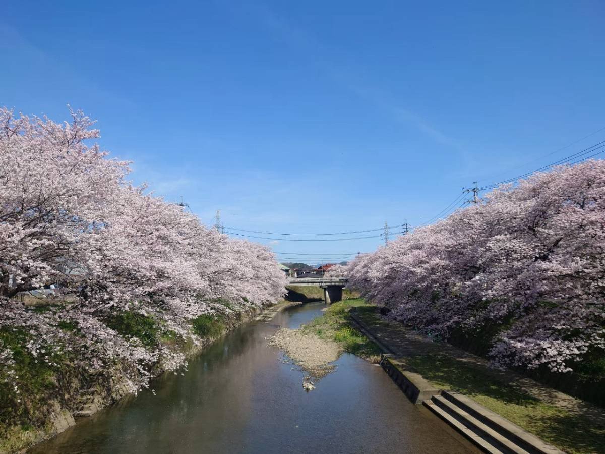 Mine Sakura Park