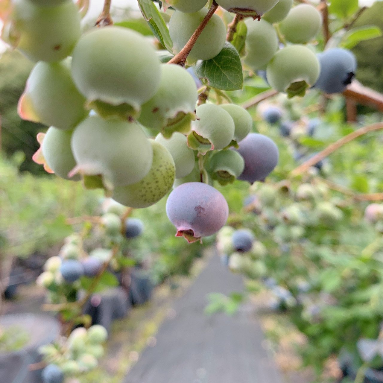 Mine Blueberry Garden