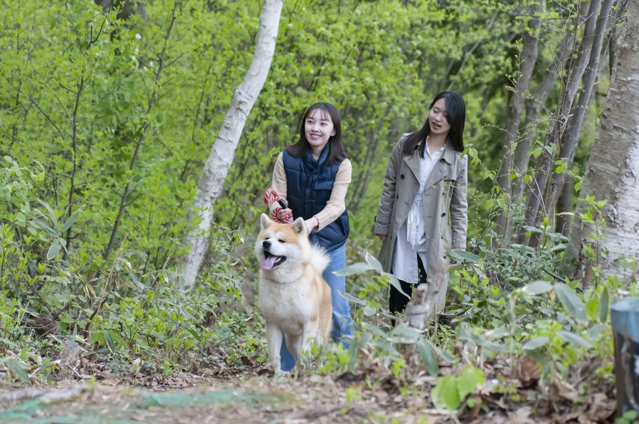 “ Akita Inu to Sanpo ” Suru Kenko Uokingu