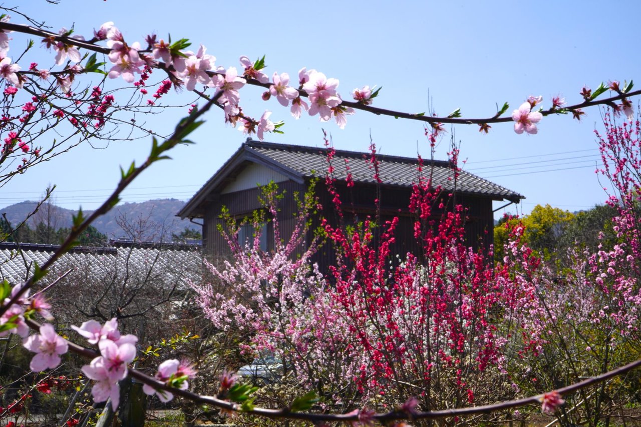 Sembon Hanamomo Sono
