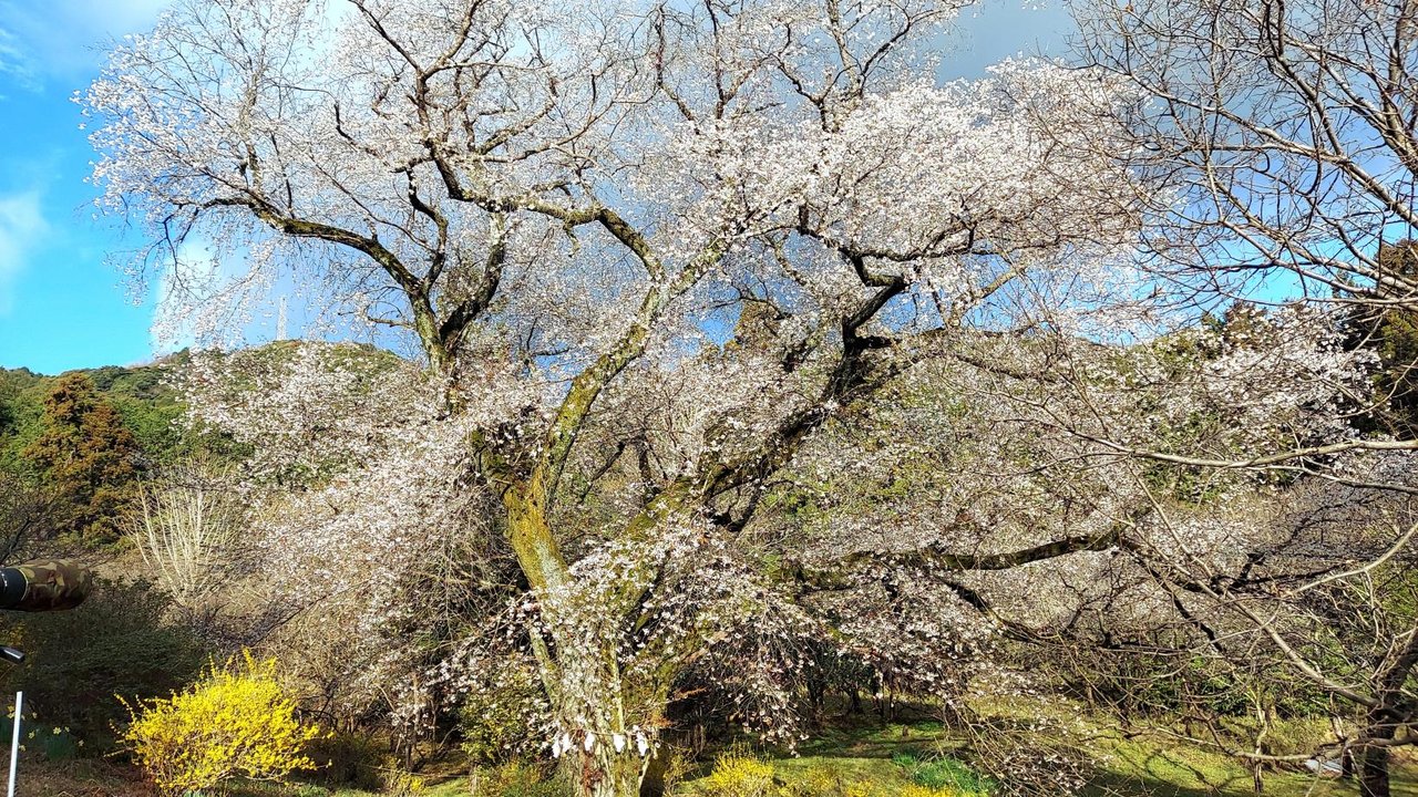 Sen Nyobo no Yamazakura