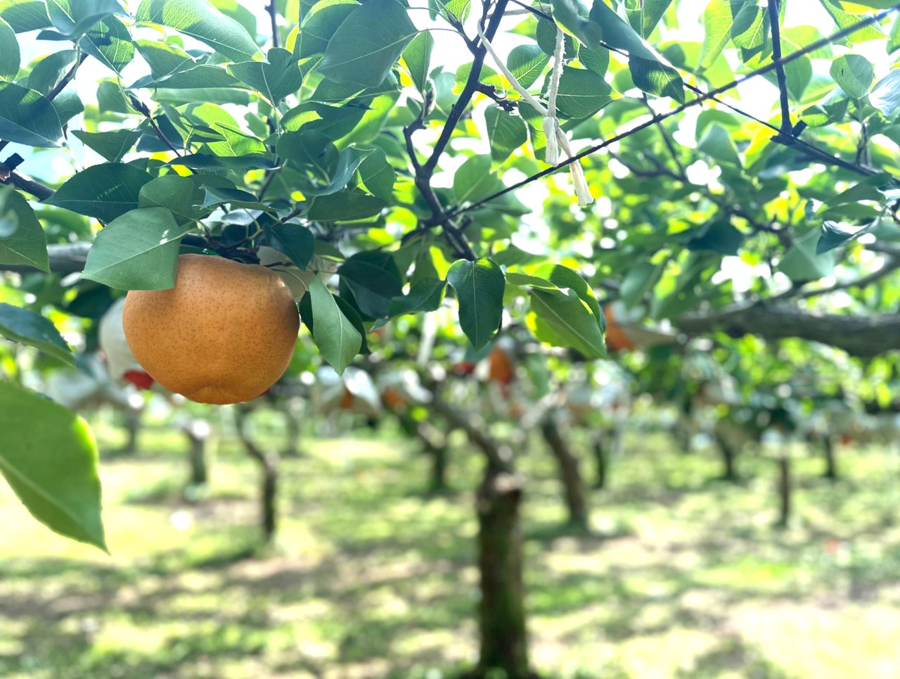 Matsuki Orchard