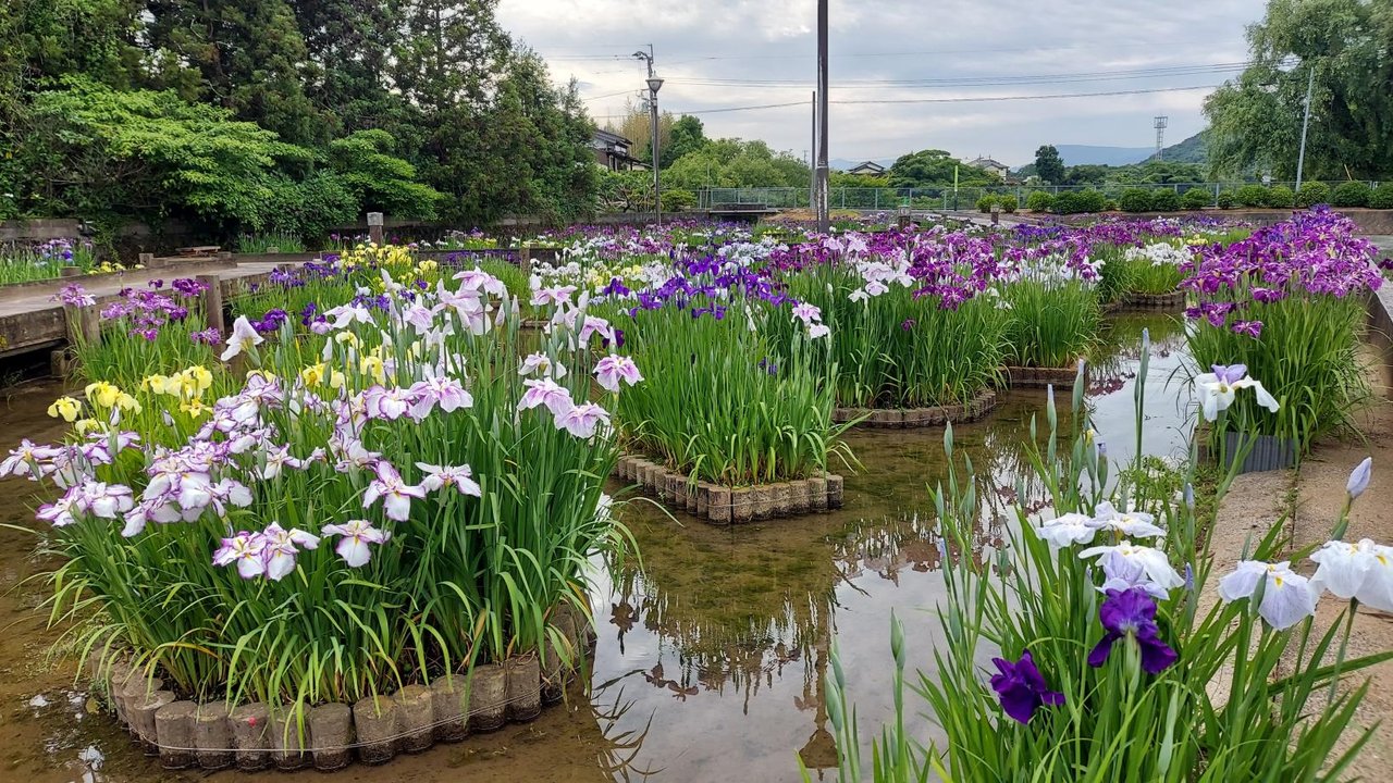 Miyako Toyotsu Hanashobu Park