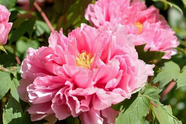 Shimizuyama Peony Garden (Miyama)