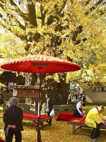 Nagata Great Ginkgo