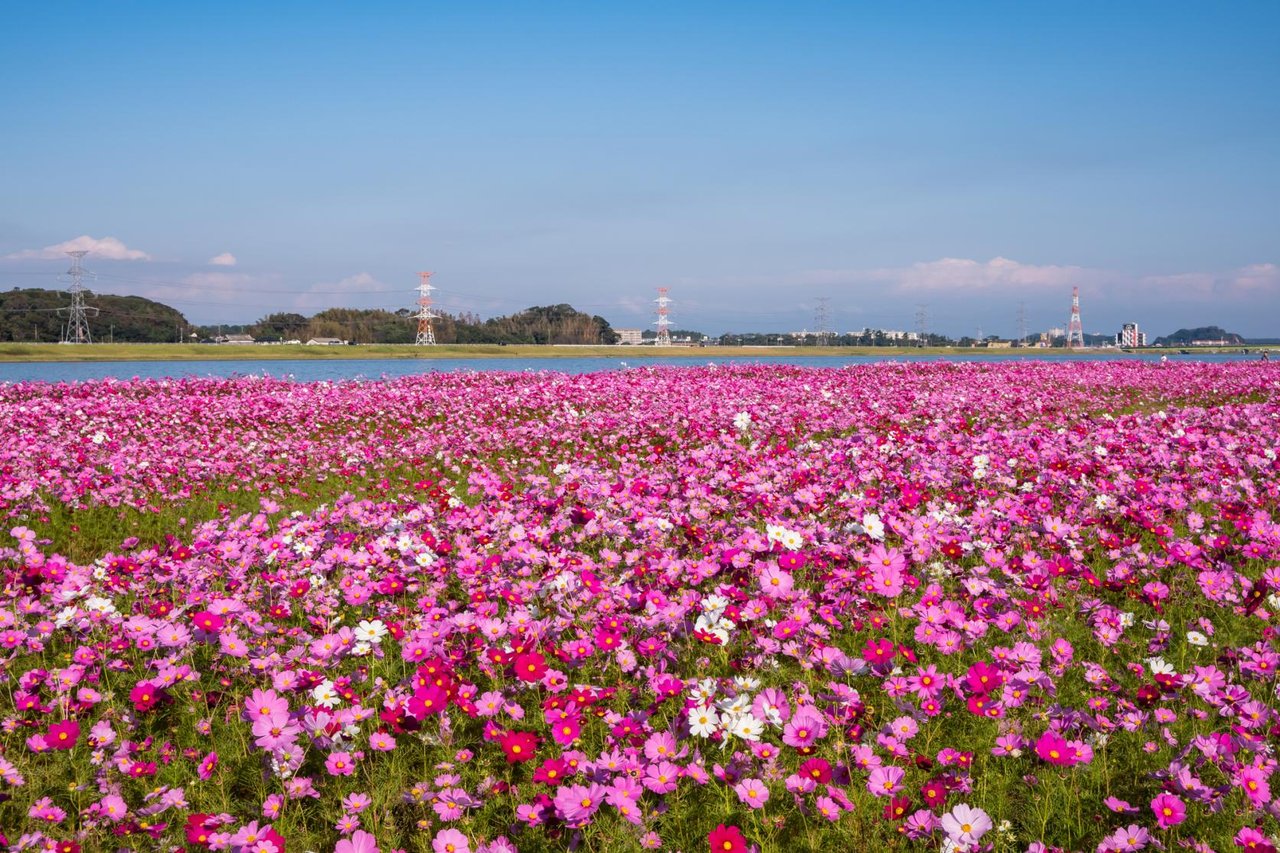 Mizumaki Onga Riverbed Cosmos Garden