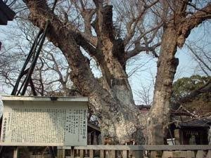Yatsurugi Shrine Giant Ginkgo