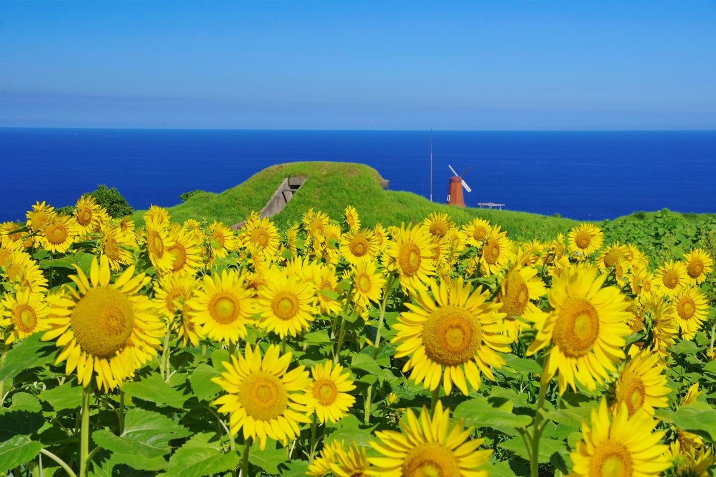 Munakata Oshima Sunflowers (Oshima Gun Battery Ruins)