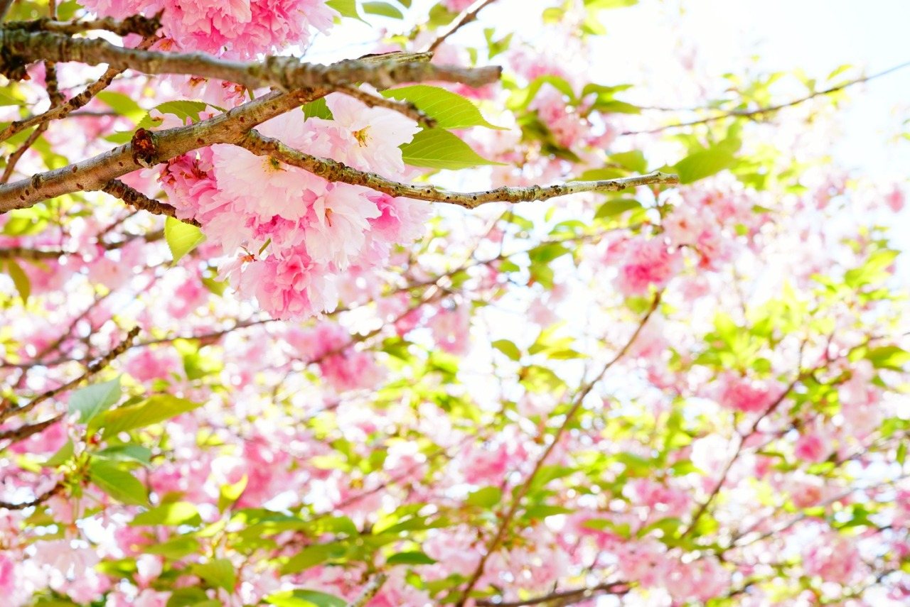 Kumano Yama Park
