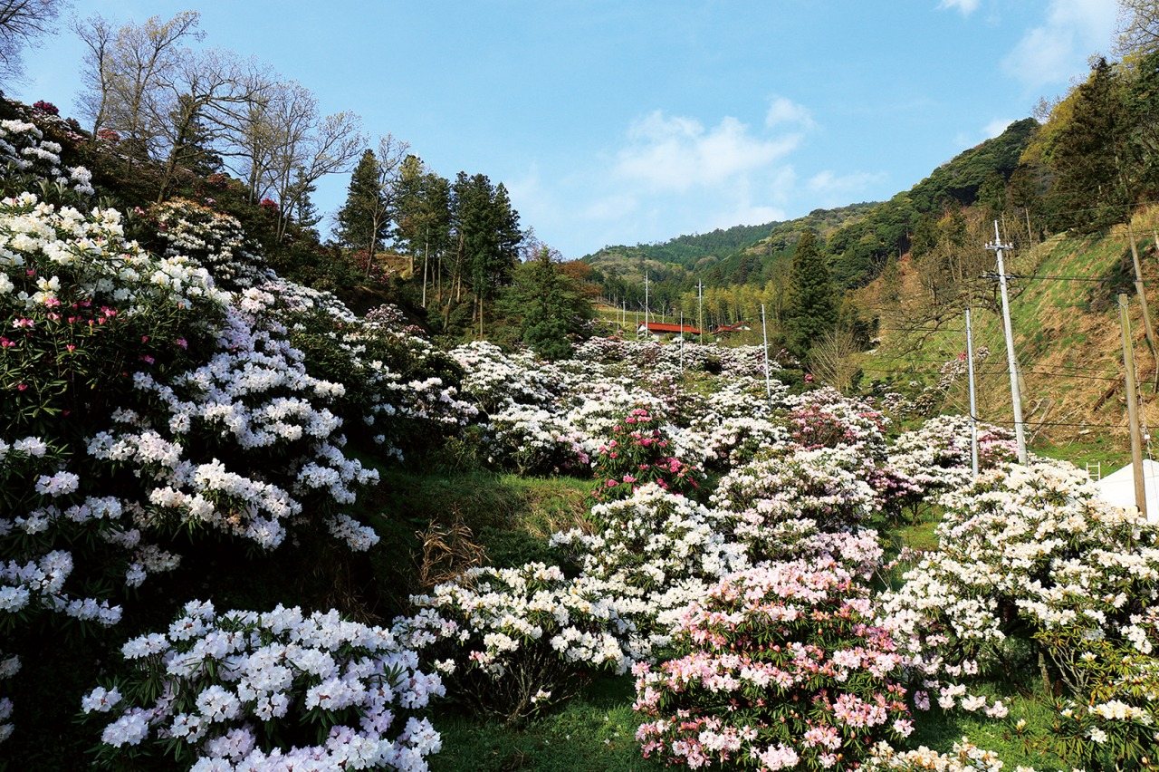 Tawarayama Shakunage Sono