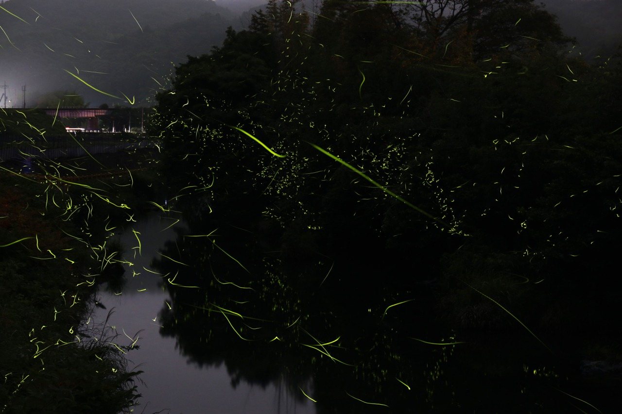 Shibuki Hotaru Hashi Fukin / Hotaru