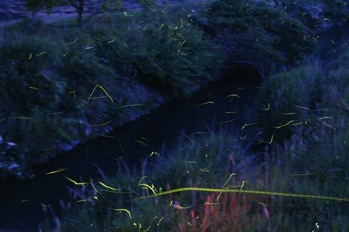 Sho no Mokkyo Shuhen / Hotaru