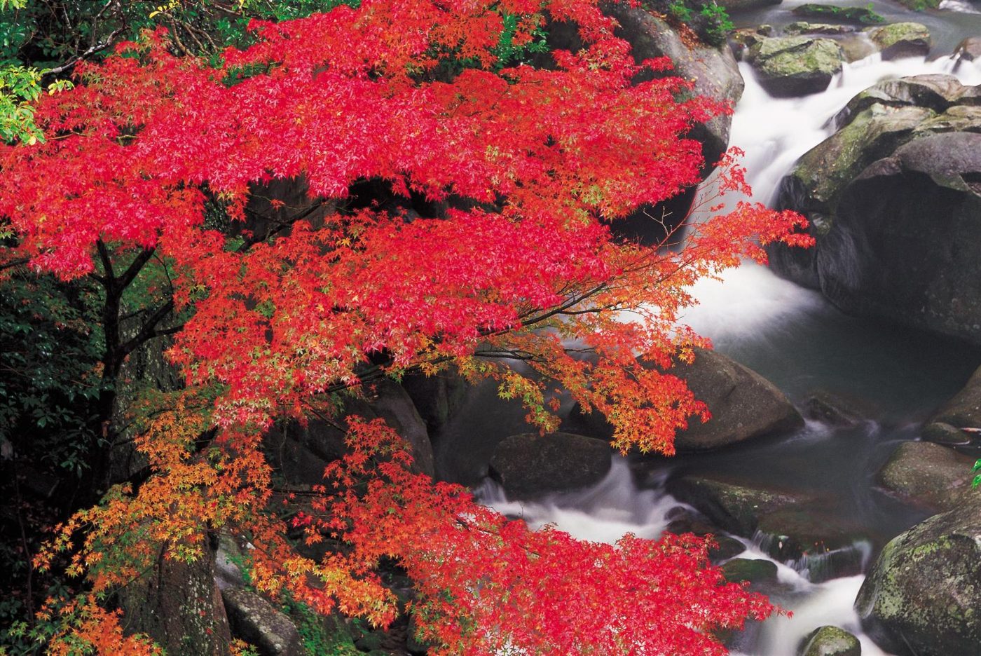 Chikushi Yabakei Autumn Leaves