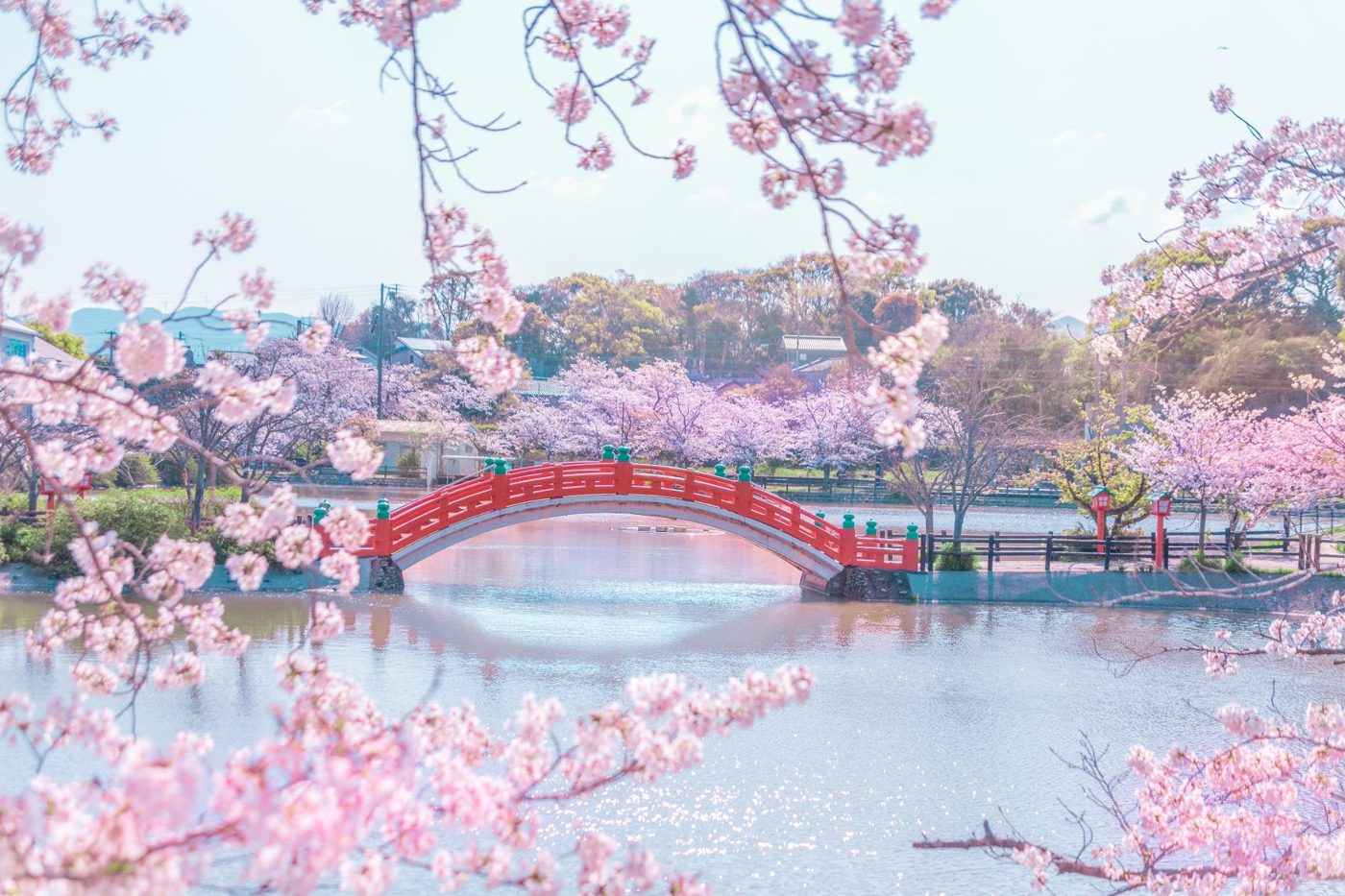 Kakio Park Cherry Blossoms