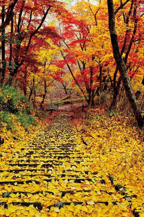 Goryo Momiji